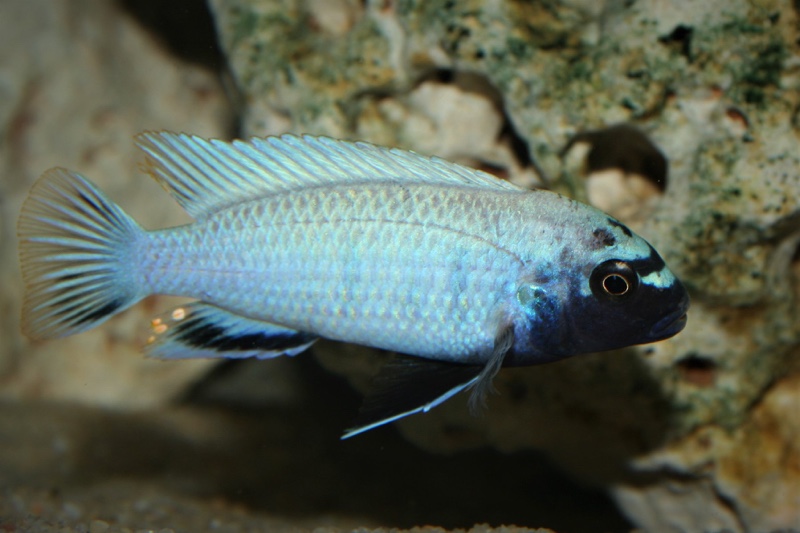 Pseudotropheus sp. 'polit' Lion's Cove